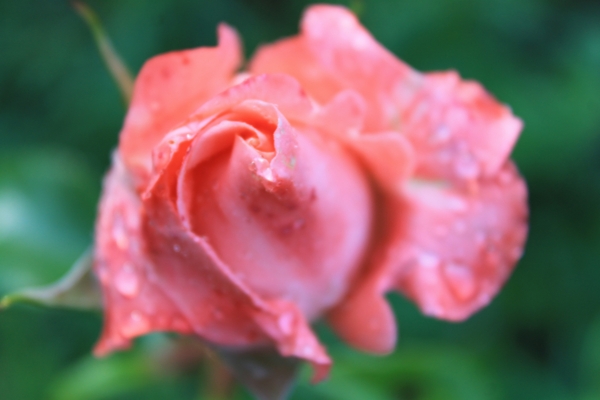 雨中玫瑰图片