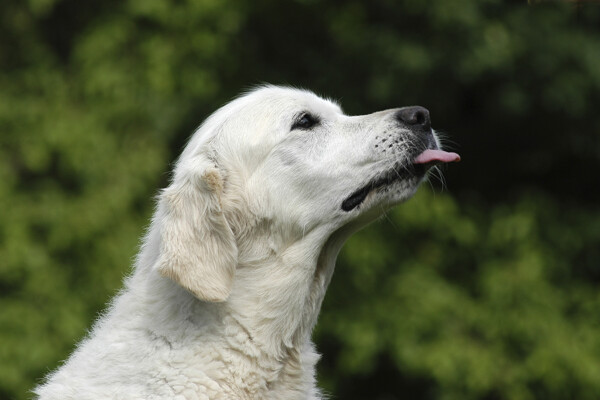 伸着舌头的白色宠物狗