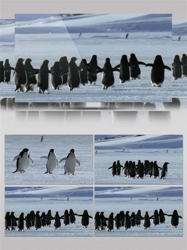 一群开心跳舞的企鹅视频音效