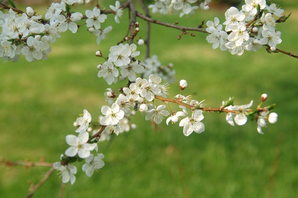 春天白色桃花盛开