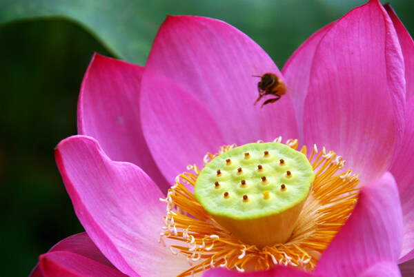 花中小蜜图片