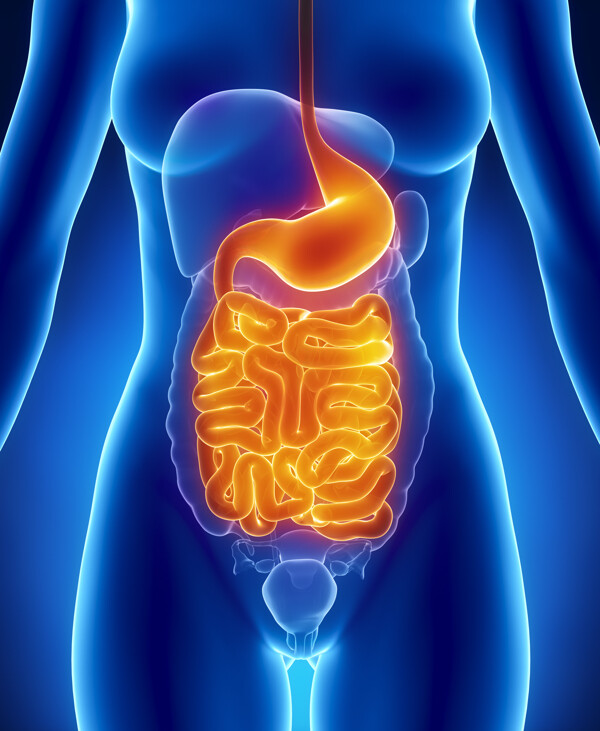 女性肠胃器官图片