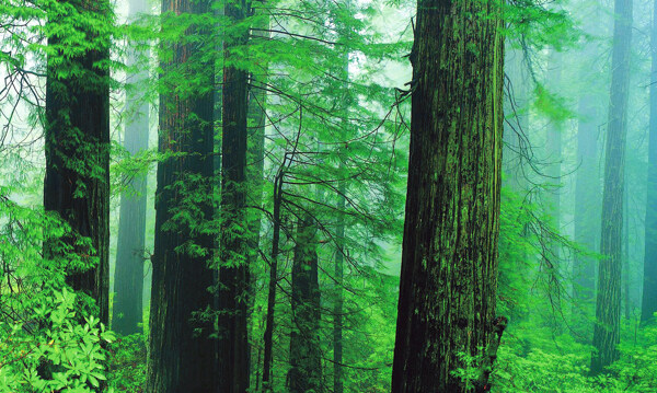 绿树森林图片