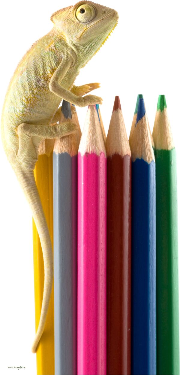 趴在铅笔上的蜥蜴图片