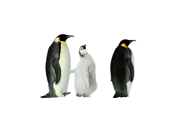 企鹅三只企鹅图片