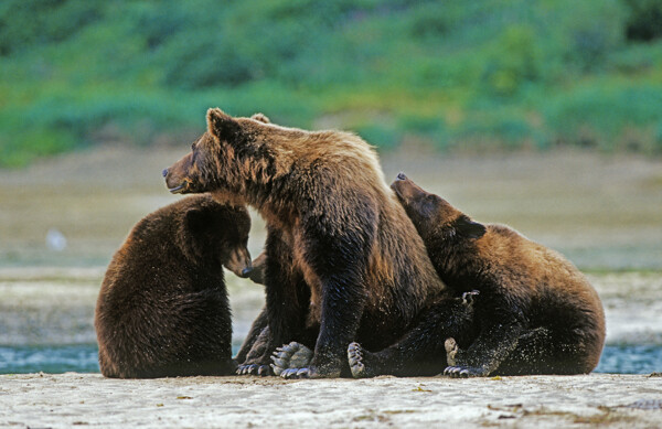 三只棕熊图片