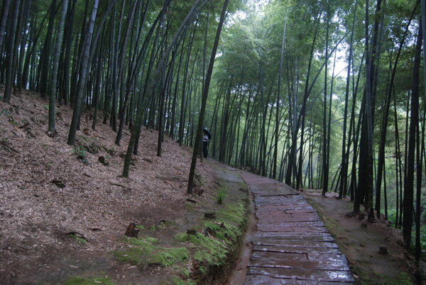 竹海风景