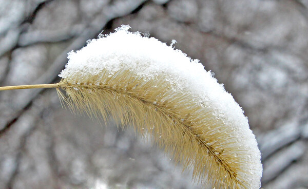 草上雪