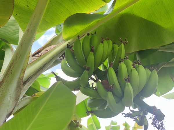 香蕉果园水果图片