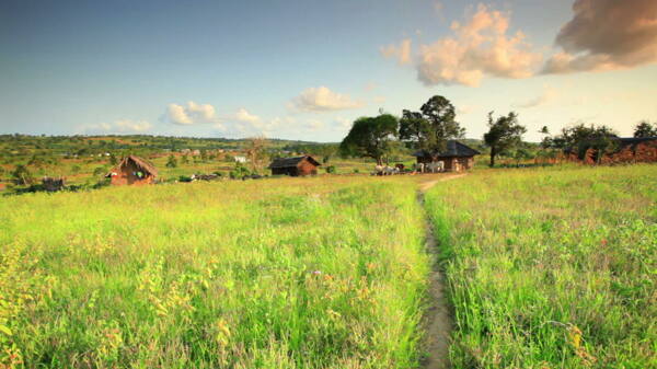 肯尼亚园林2股票视频村