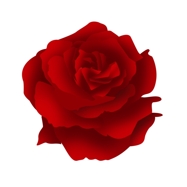 浪漫玫瑰花手绘插画红色爱情
