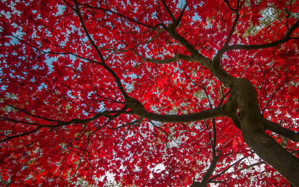 红叶大树图片