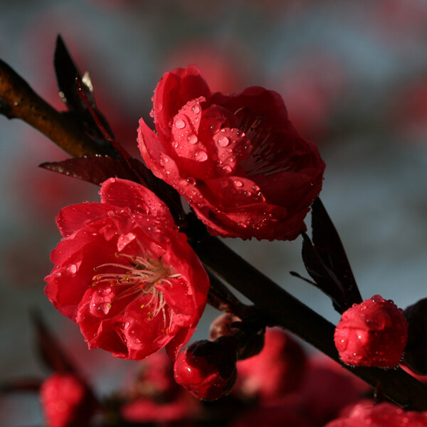 桃花图片