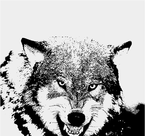 狼野生动物图片