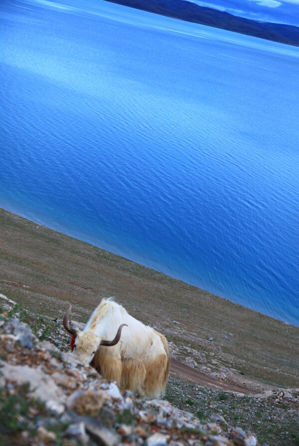 羊湖牦牛