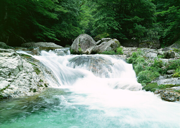 树植物水风景