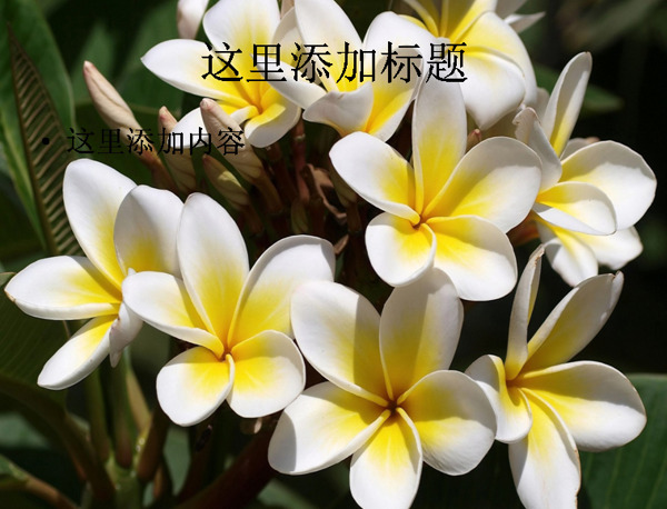 清香优雅的鸡蛋花高清ppt15