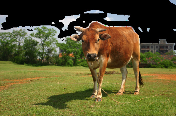 牧牛抠图图片