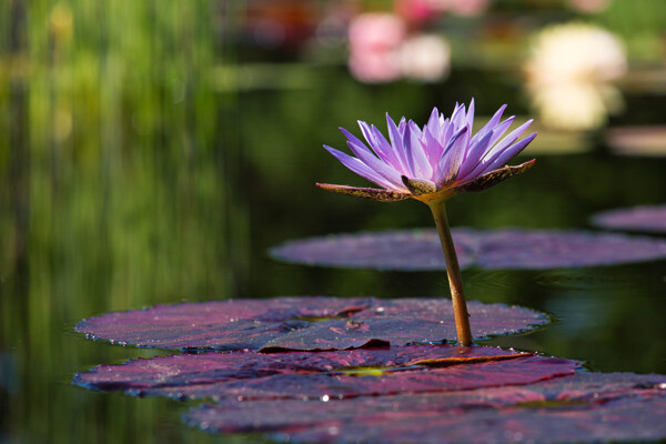 紫色睡莲背景