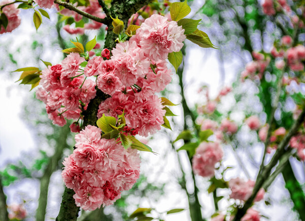 灿烂樱花