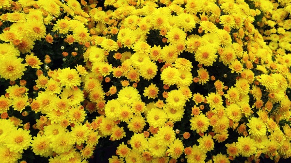 黄色菊花盛开
