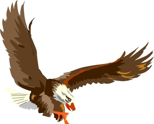 展翅飞翔的老鹰适量图图片