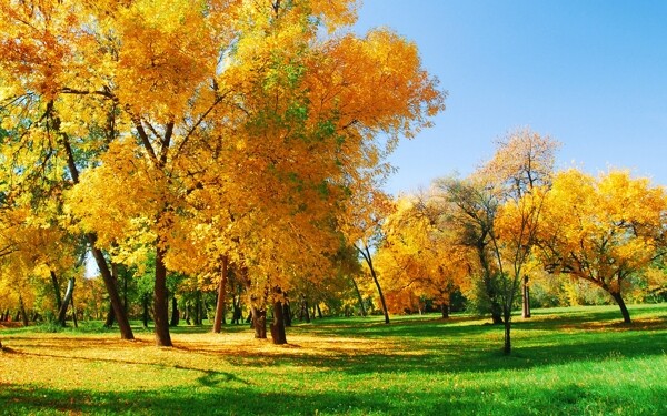 秋色树林风景图片