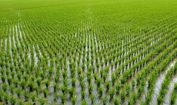 水稻秧苗图片