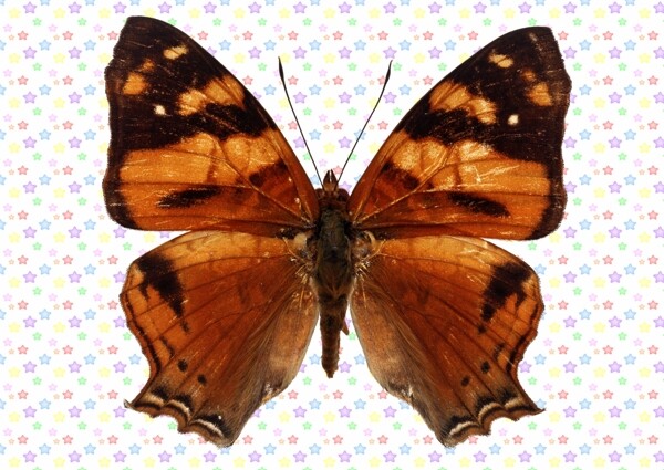 黄褐色蝴蝶图片