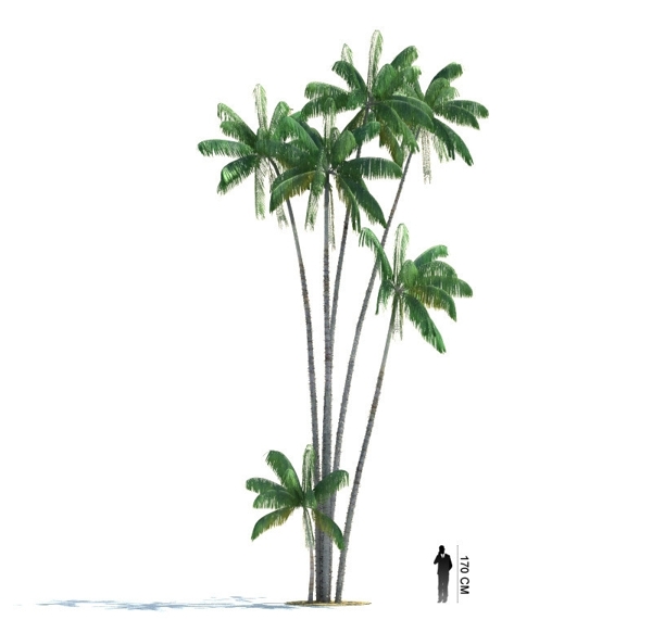 热带树木模型图片