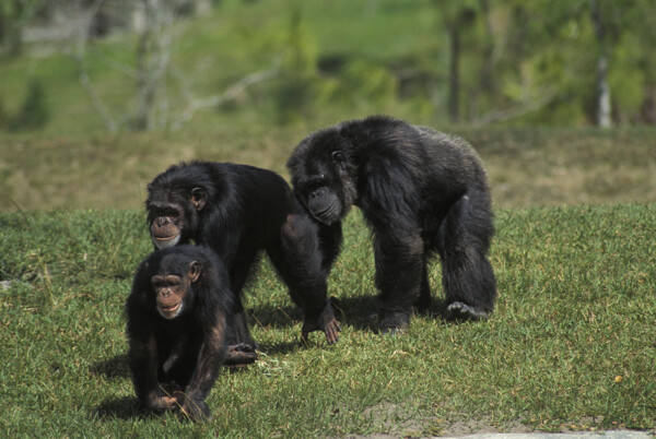 三只黑猩猩