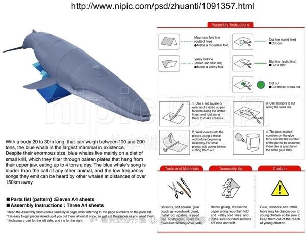 蓝鲸纸模图片