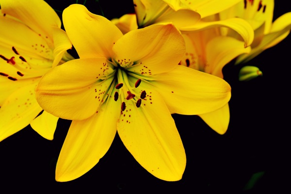黄色百合花