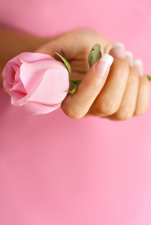 手里的玫瑰花