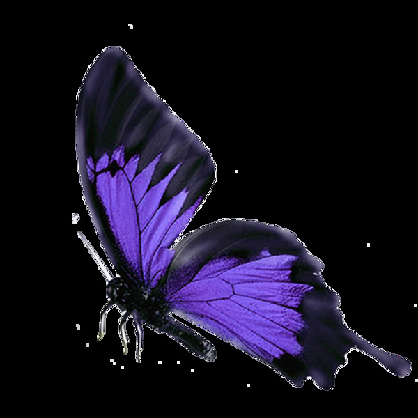 唯美紫色蝴蝶静态素材