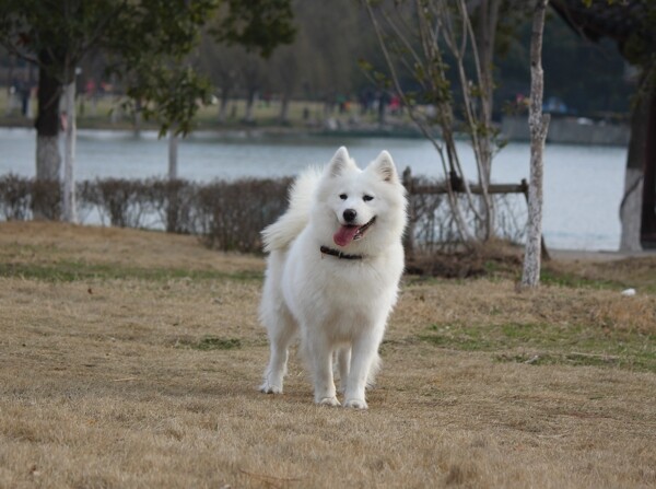 萨摩耶犬图片