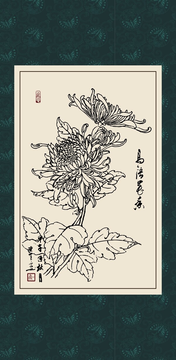 白描菊花