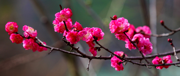 梅花图片