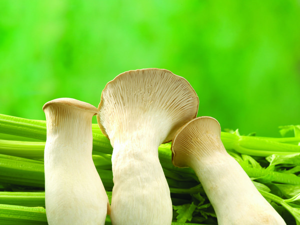 蘑菇与芹菜图片