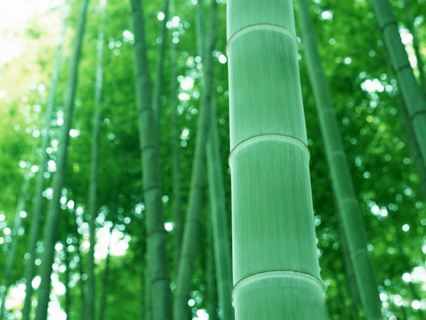 竹竹林风景