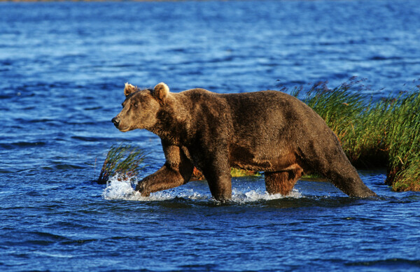 湖边的棕熊