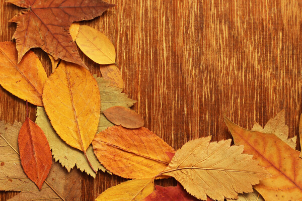 地板上的秋天落叶