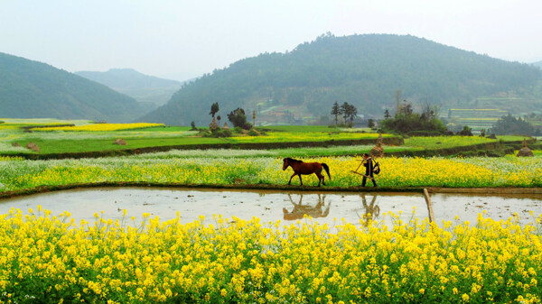 农村风光图片