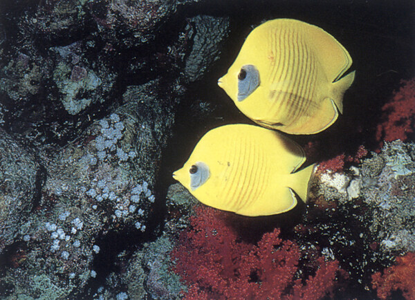 海底大海深海碧海海水礁石珊瑚海藻鱼群生物神秘广告素材大辞典