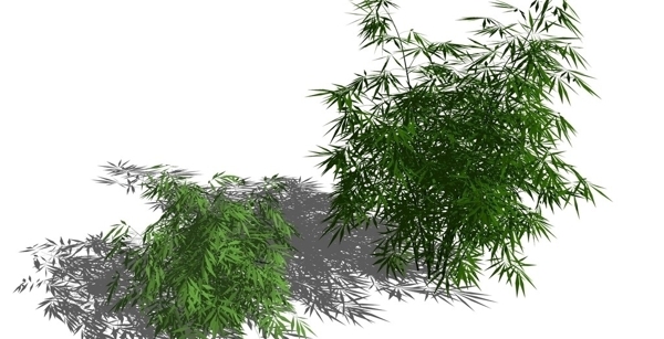 竹子模型2组图片