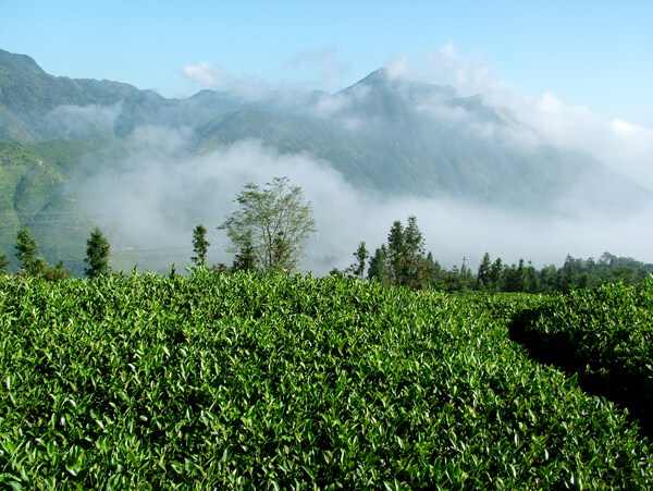 茶山图片