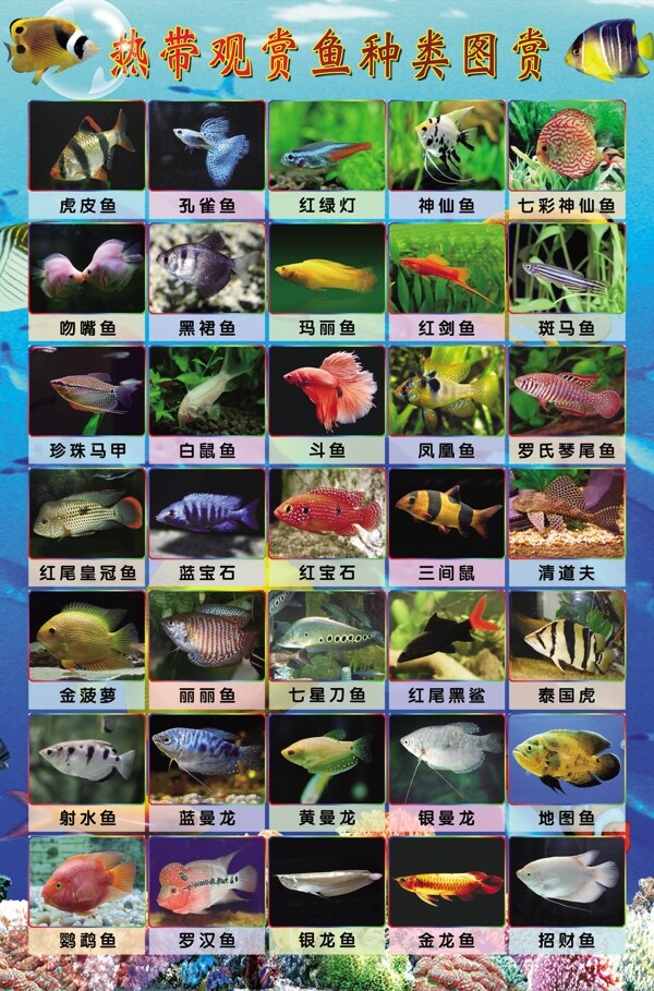 热带观赏鱼种类挂图图片