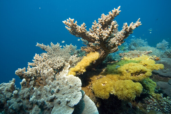 形态各异的珊瑚图片
