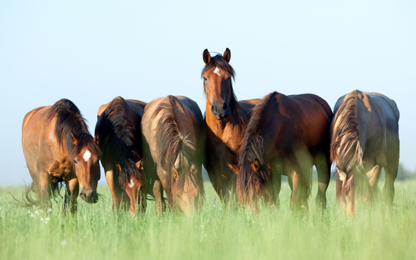 草原上的马匹图片