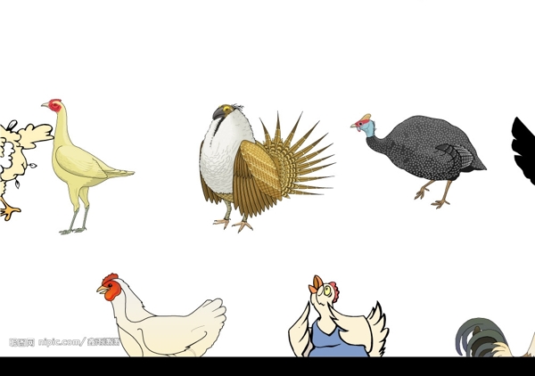 各种鸡的矢量图图片